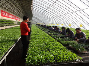 天津市宝坻区举办第七届职业技能种植业甜瓜嫁接比赛