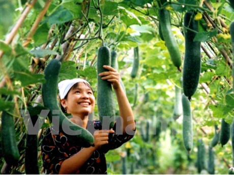 2017年越南种植业增长率可达2%以上