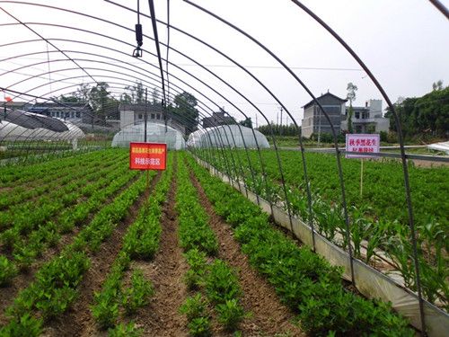 2017年重庆市种植业主推技术八花生黑花生高产栽培技术