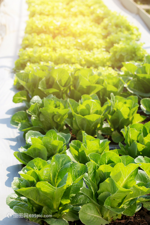 绿树新鲜苗种植场中的红黄素生菜有机农场产品和种植业田间收获绿叶菜园和健康食品概念