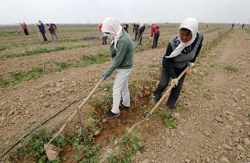 宁夏南部山区大力发展有机枸杞种植业