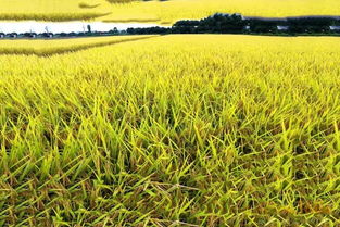 今年,这些地方不能再种水稻了 农民赶紧准备调整吧