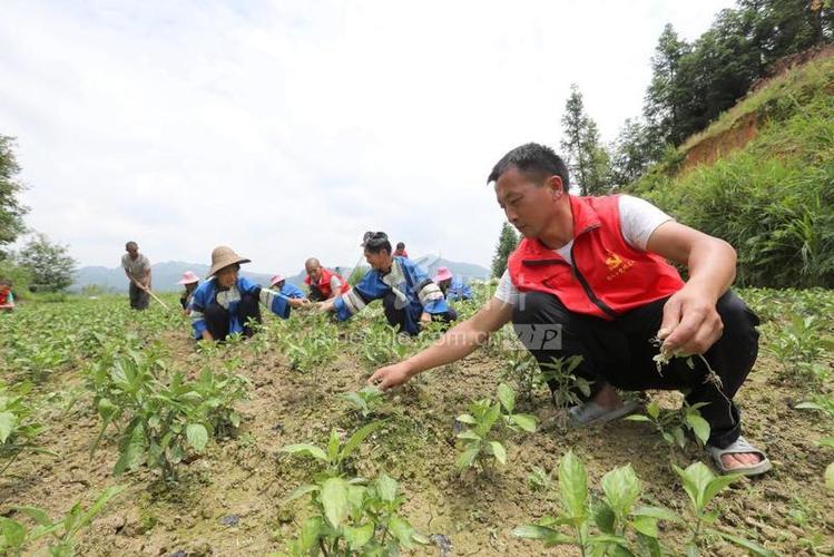 贵州榕江:发展种植业 助力乡村振兴-人民图片网